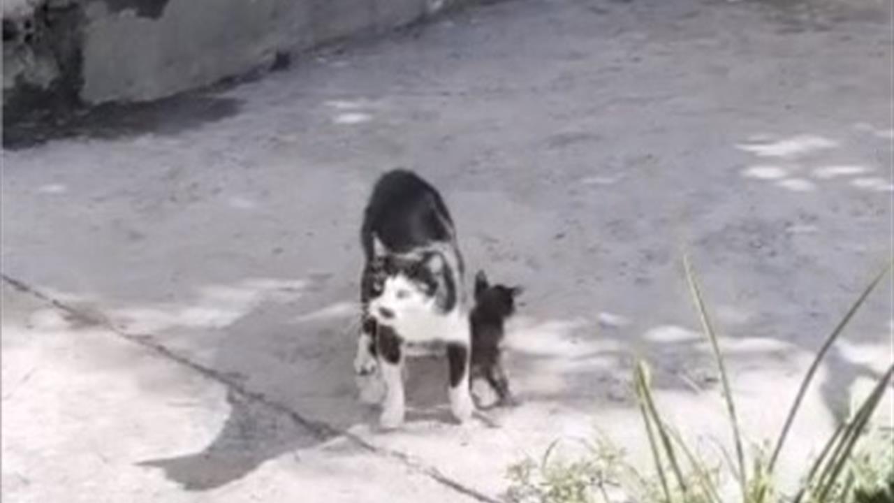 Osmaniye'de Anne Kedinin Nöbeti Duygulandırdı