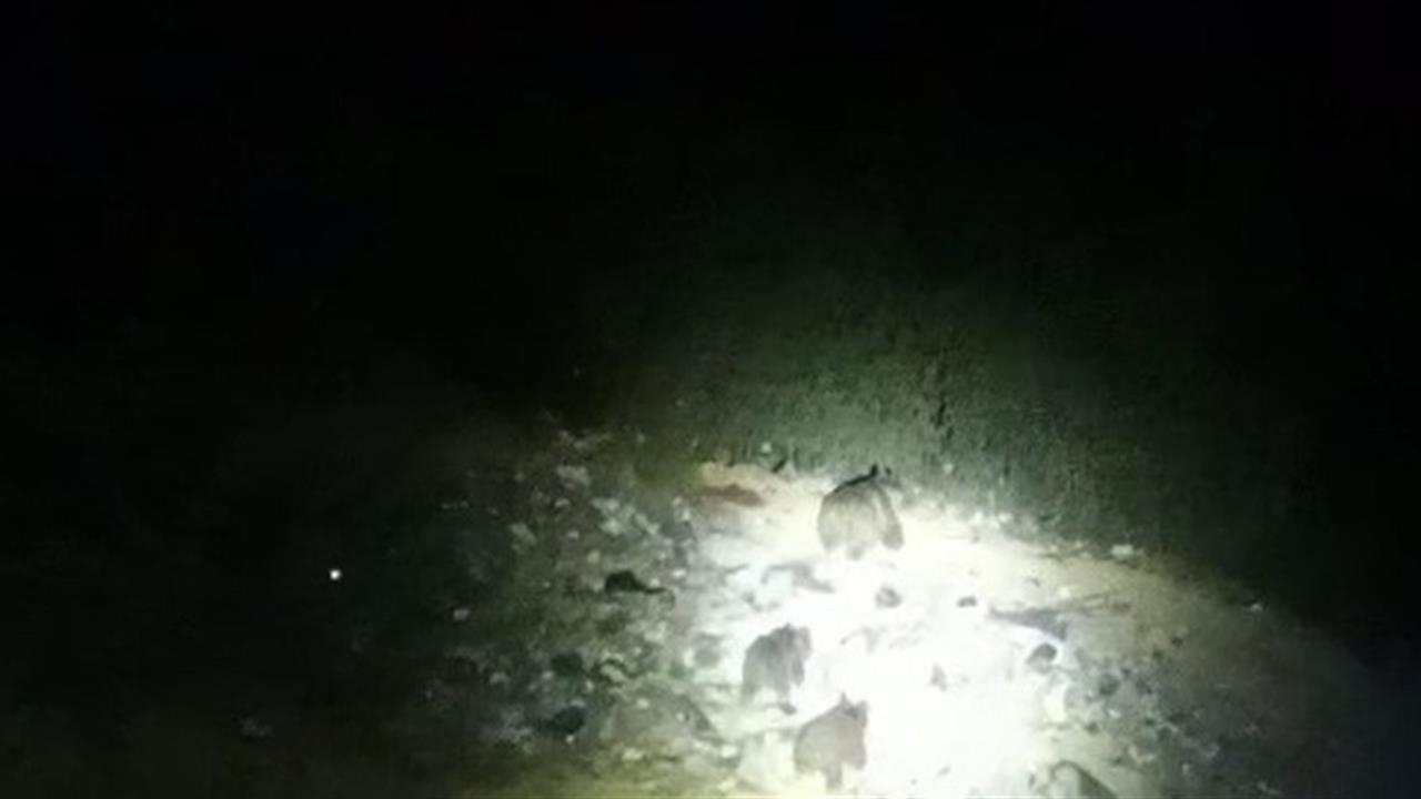 Çukurca'da Yol Kenarında Ayı Ailesi Görüntülendi