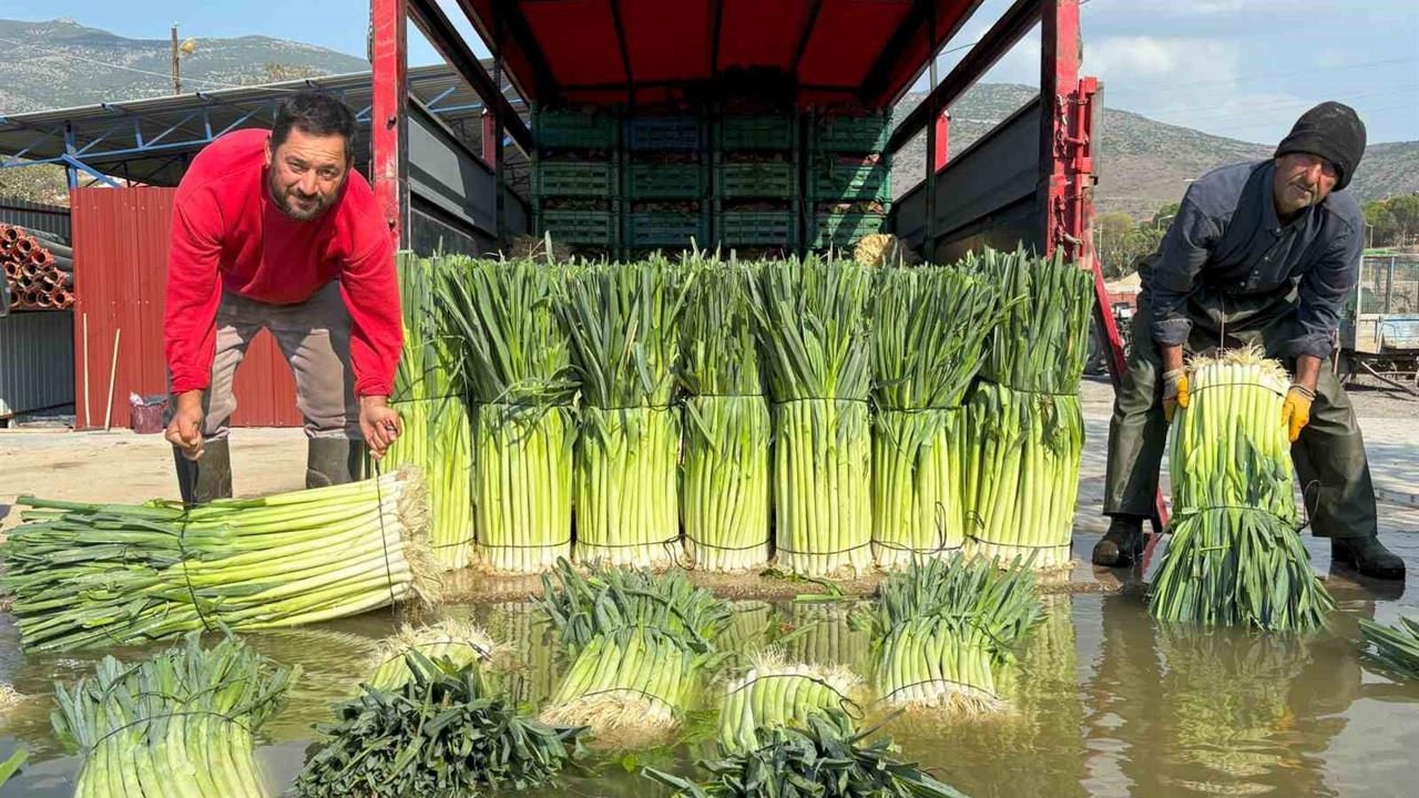 İzmir'de Pırasada Hasat Zamanı: Üreticiler Heyecanlı