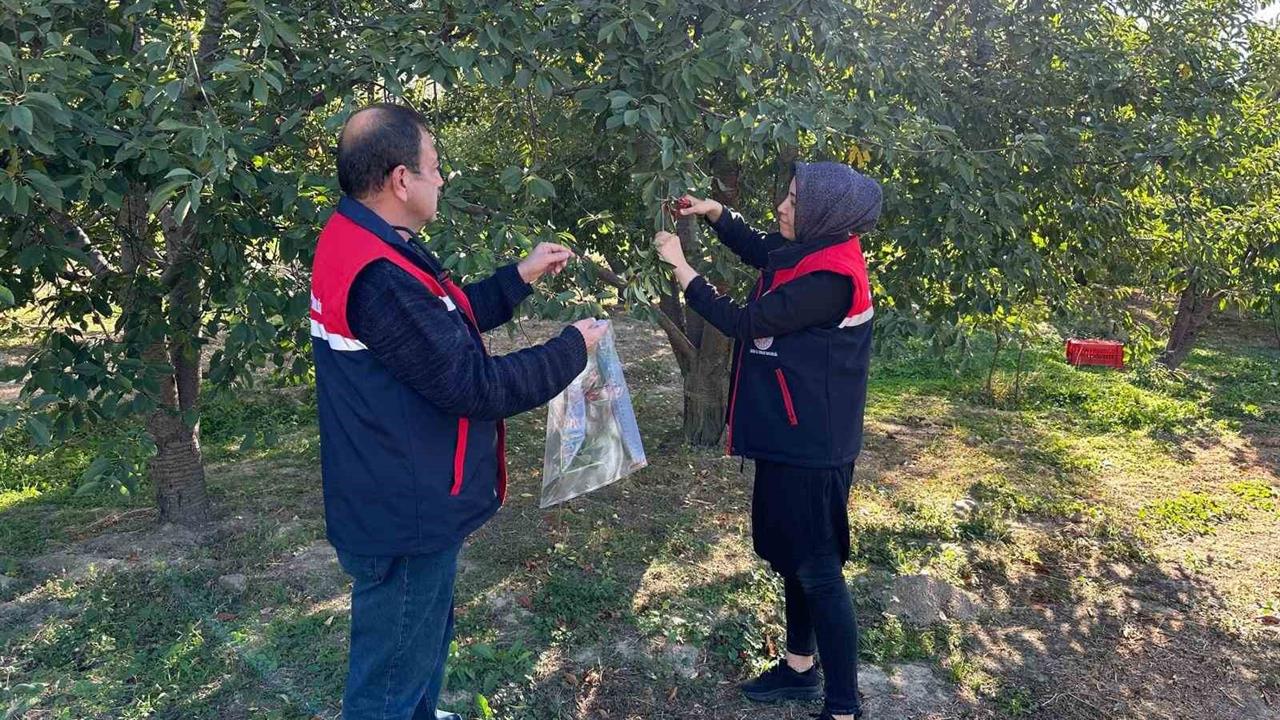 Afyonkarahisar'da Kiraz ve Vişne İçin Numune Alımı Başladı