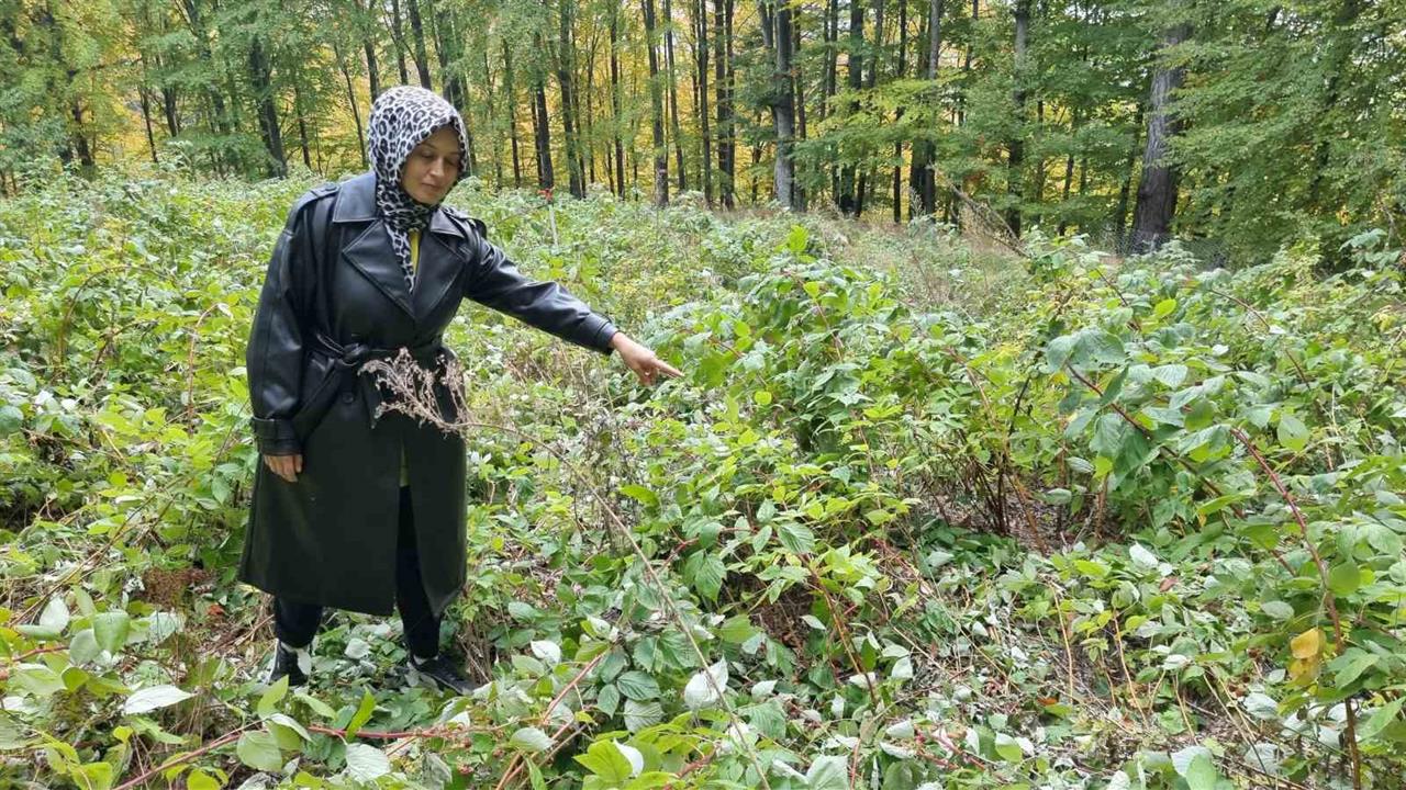 Domaniç’te Ayılar Genç Girişimcinin Ahududu Bahçesini Talan Etti
