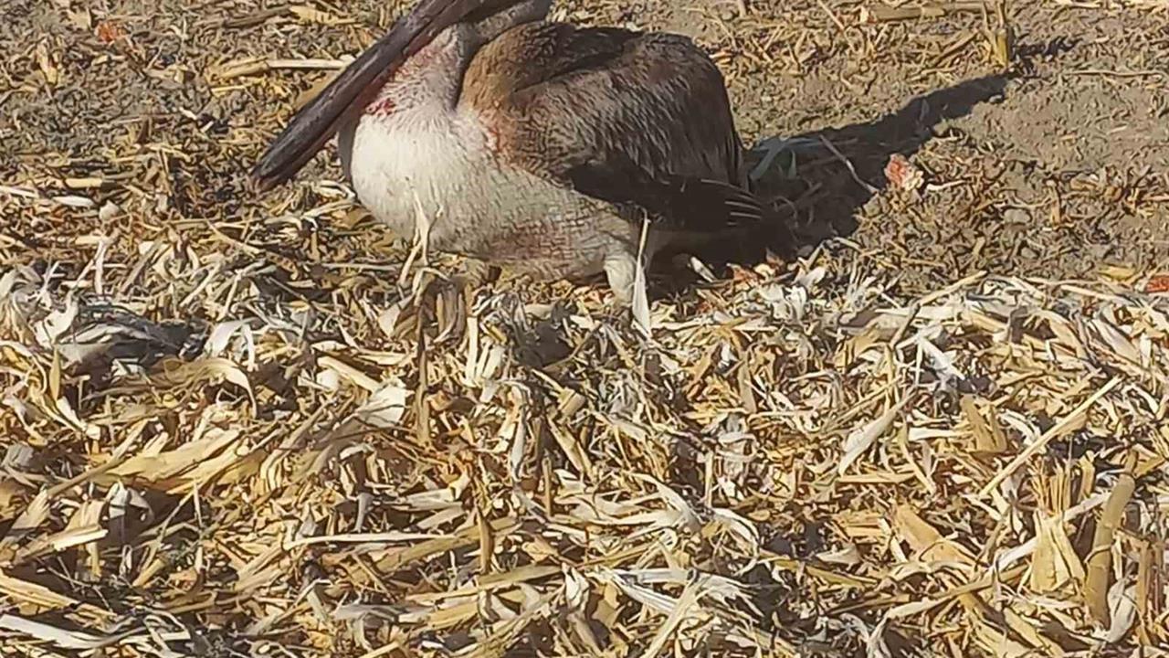 Karapınar'da Yaralı Pelikan Kurtarıldı