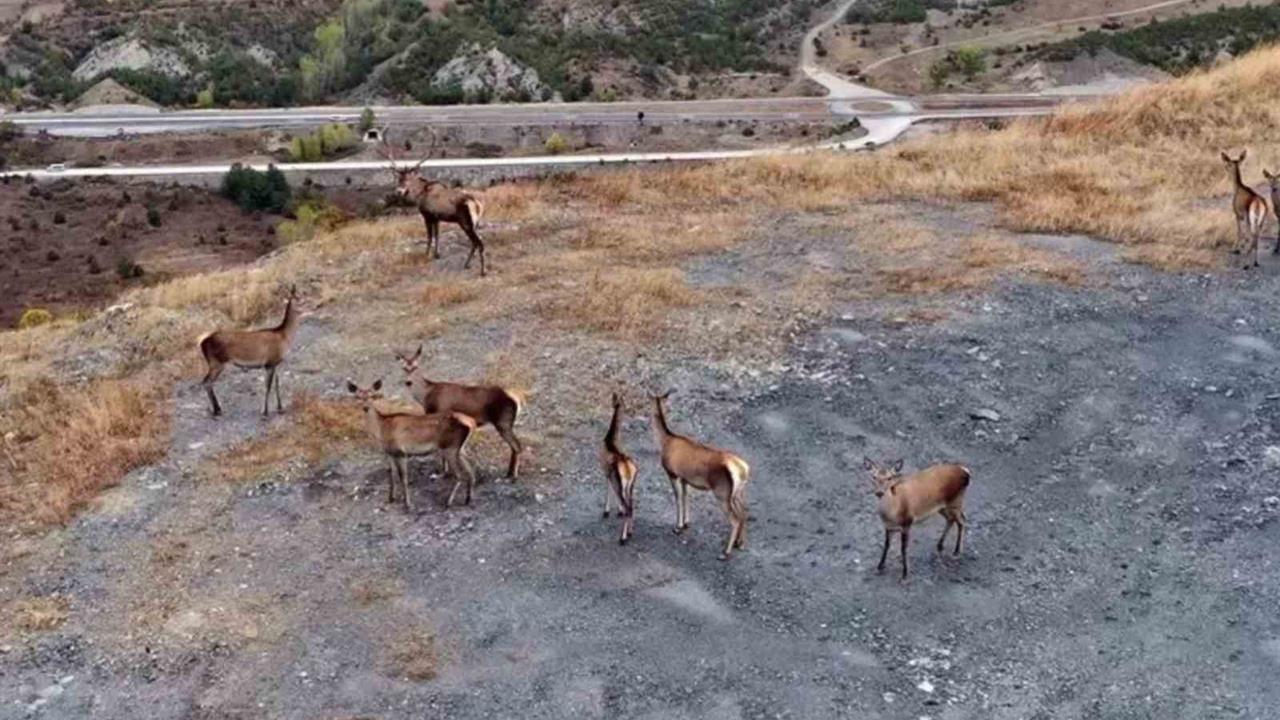 Kastamonu'da Kızıl Geyiklerin Doğal Yaşamı Görüntülendi