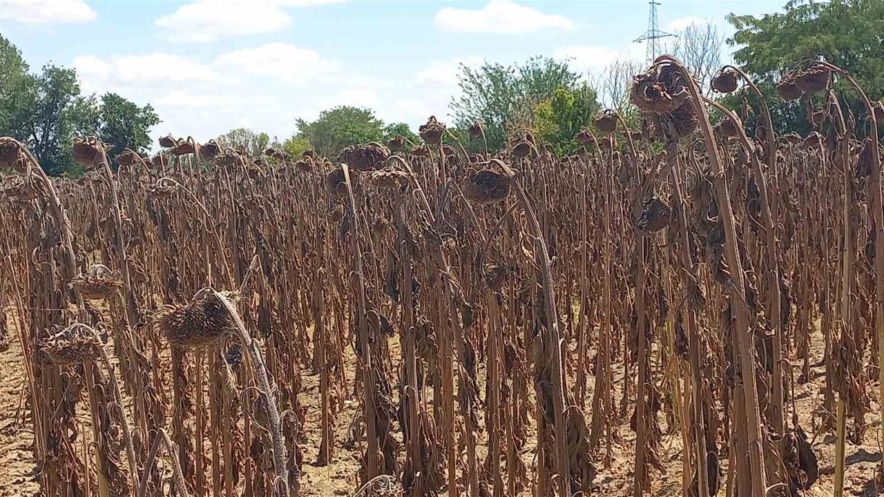 Edirne'de Gıda Güvenliği İçin Kamu Denetimi Önerisi