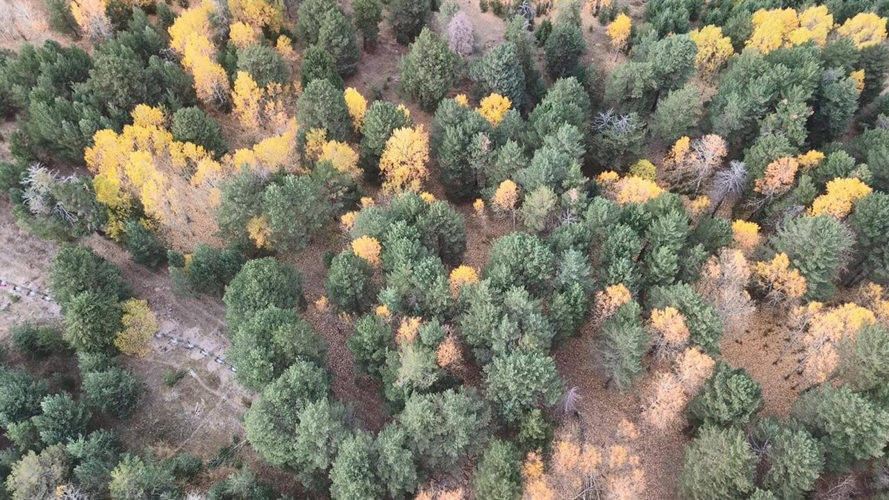 Kars'ta Sonbahar Renk Cümbüşüyle Göz Kamaştırıyor