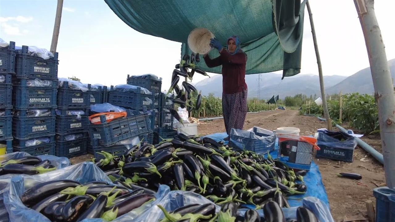 Erzincan'da Toplu Sera Bölgesi: 700 Kişiye İstihdam Sağlayacak