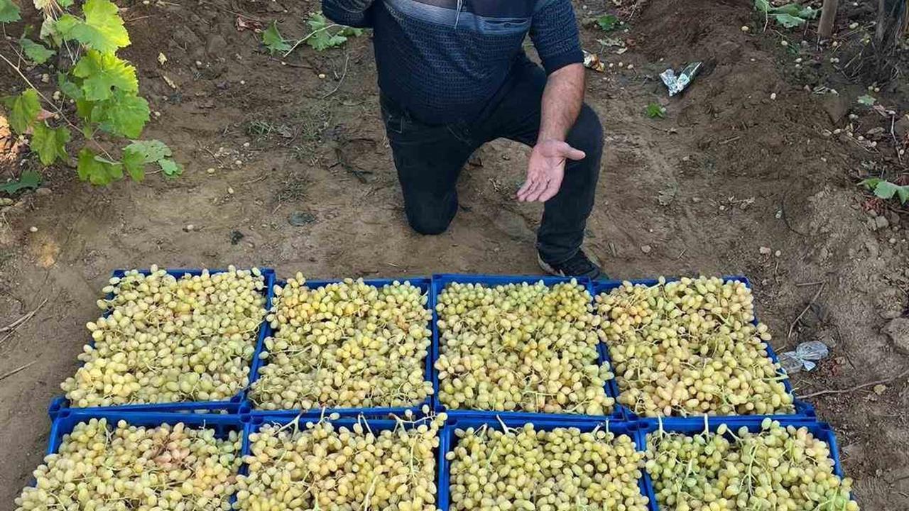 Sarıgöl'de Üzüm Hasadı Devam Ediyor