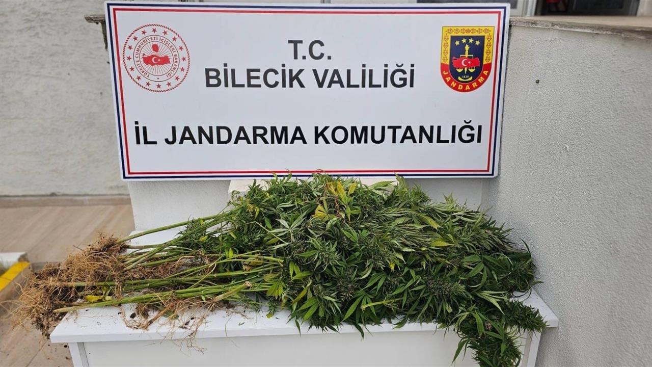 Bilecik'te Yasa Dışı Kenevir Operasyonu: 19 Kök Ele Geçirildi