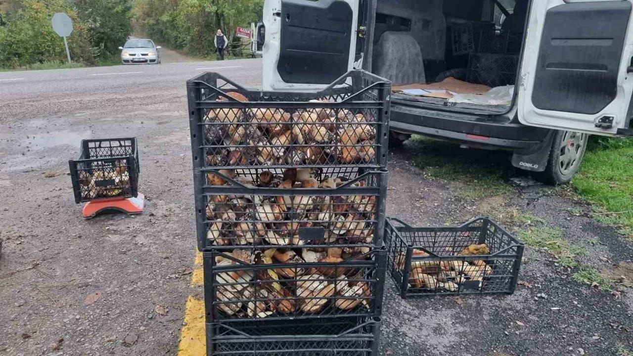 Sinop'ta Avrupa'ya Mantar İhracatı Başladı