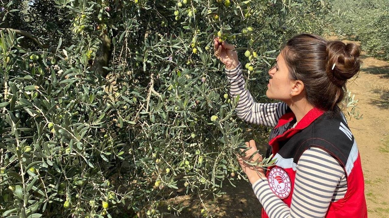 Salihli'de Zeytin Sineğine Karşı Acil Uyarı Yapıldı