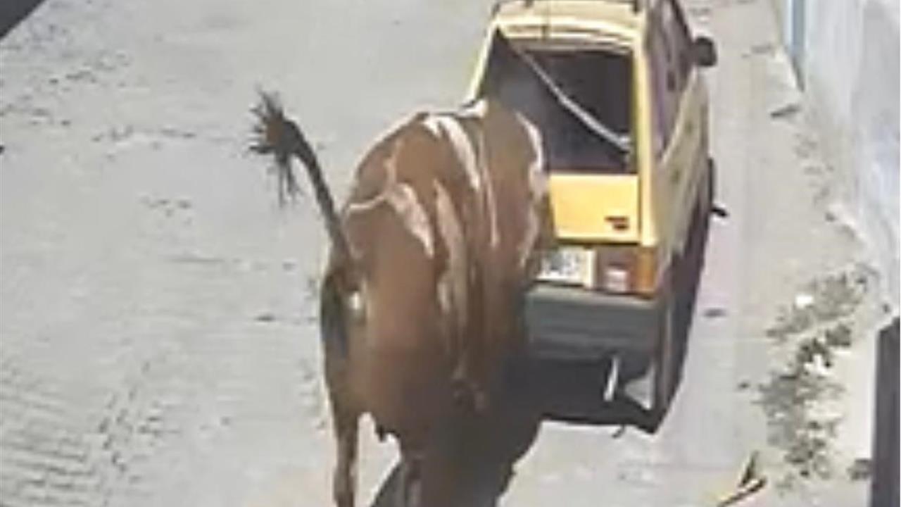 Kızgın Boğa, Park Halindeki Araçlara Zarar Verdi