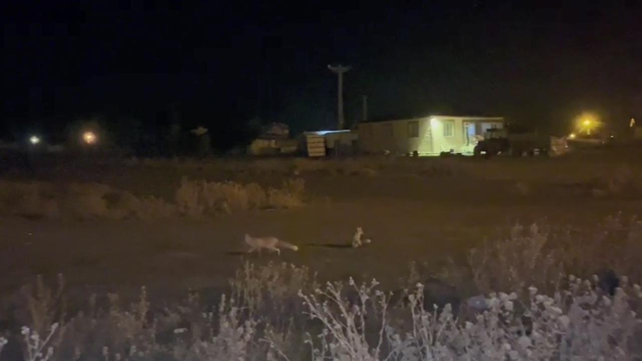 Kars'ta Tilkiler Köyde Görüntülendi