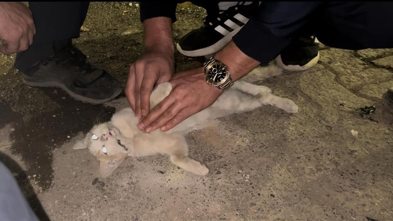 Bingöl'de İtfaiye Personeli Kediyi Kurtaramadı