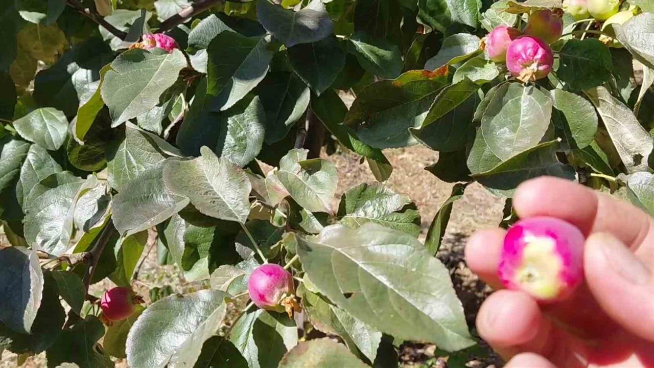 Elazığ'da Ekim'de Çiçek Açan Ağaçlar Meyve Verdi