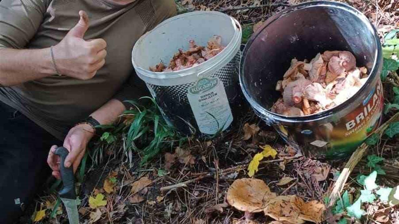Bolu Ormanlarında Mantar Bereketi: 25 Kilo Kanlıca Toplandı