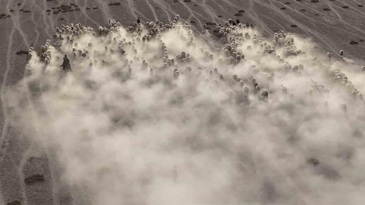 Konya'da Koyun ve Kuzuların Görsel Şöleni