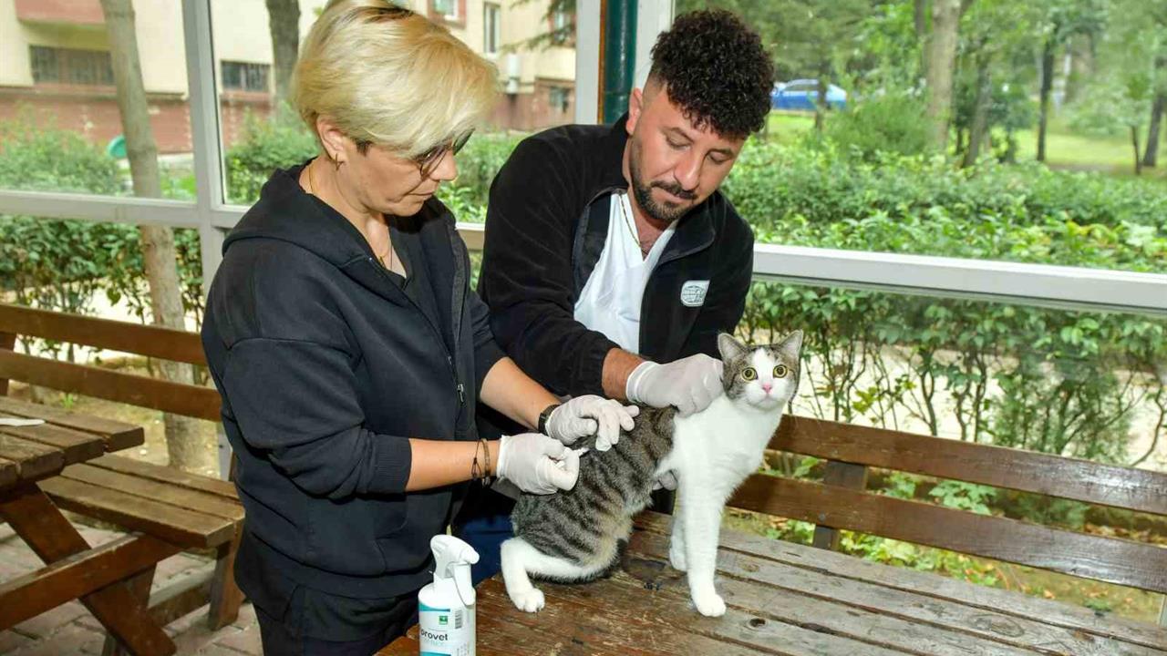 Esenyurt’ta Sokak Kedilerine Parazit Uygulaması Yapıldı