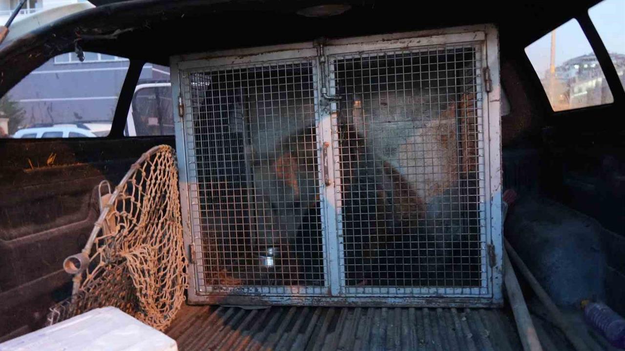 Küre'de Koruma Altına Alınan Yavru Ayılar İlçenin Maskotu Oldu