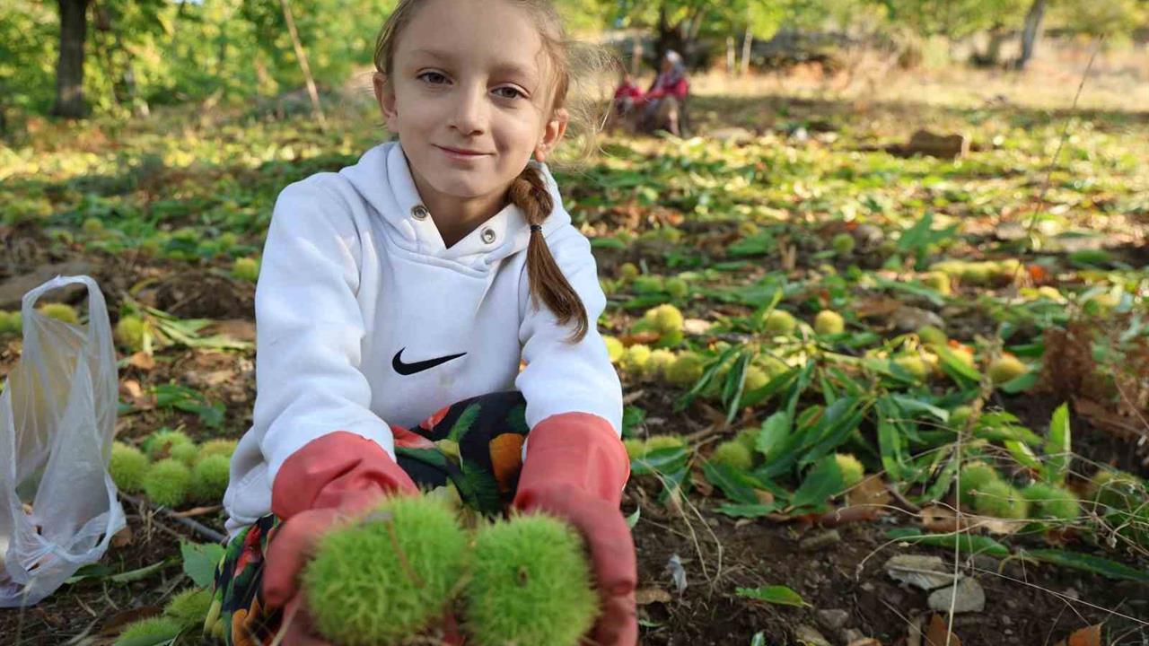 Aydın’da Kestane Hasat Sezonu Başladı: Üreticiler Umutlu
