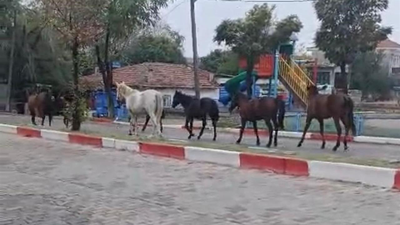 Tekirdağ'da Başıboş Atlar Trafiği Tehlikeye Soktu