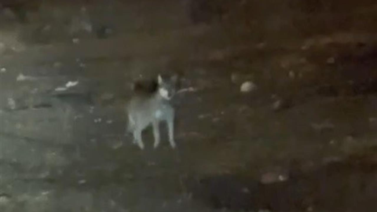 Kars'ta Gece Yarısı Kurt Görüntülendi