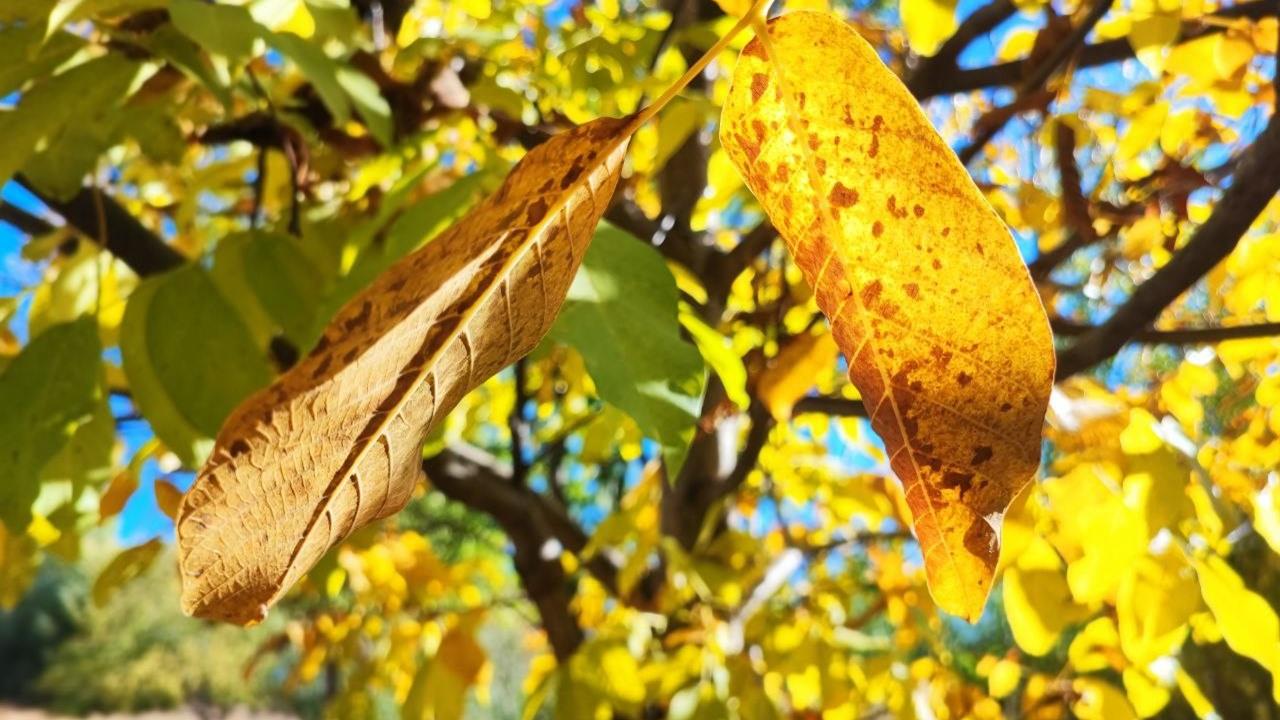Adana'da Sonbahar Renk Cümbüşü Görücüye Çıktı
