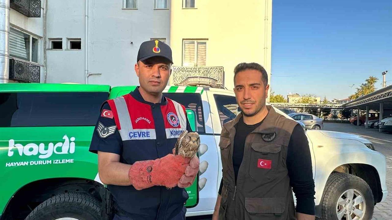 Kilis'te Yaralı Kerkenez Kuşu Koruma Altına Alındı