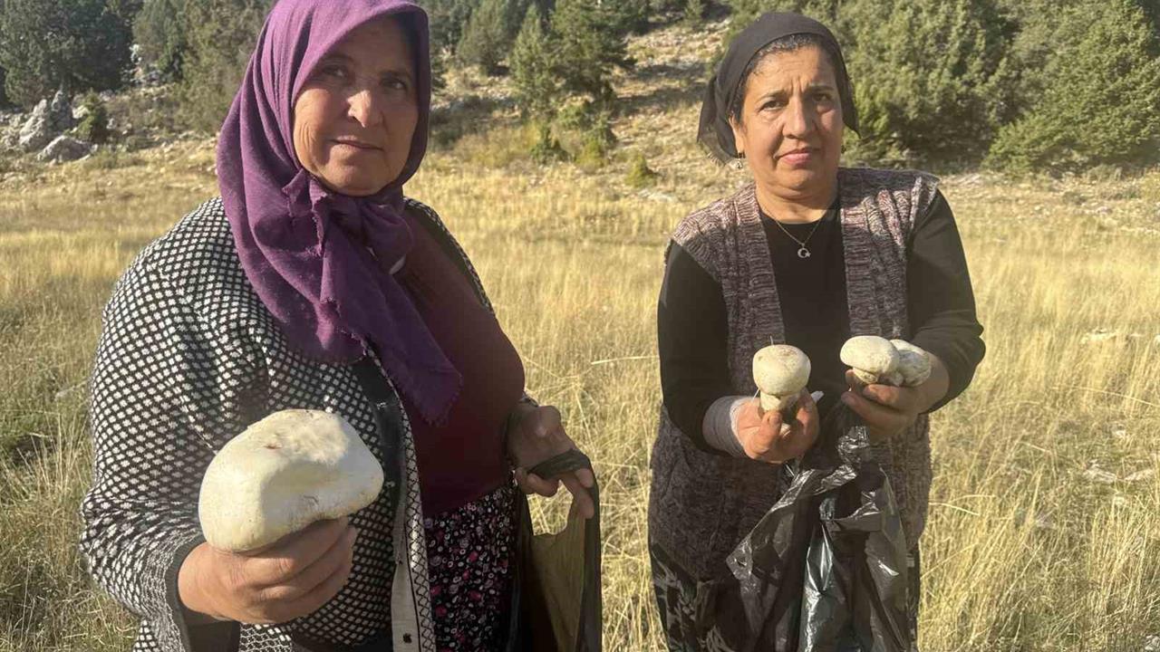 Toros Dağları’nda Mantar Sezonu Başladı