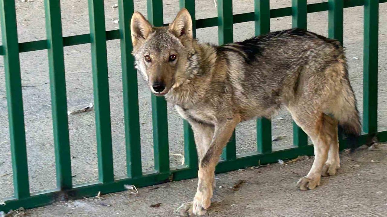 Zincire vurulmuş halde bulunan kurt rehabilite ediliyor - VAN