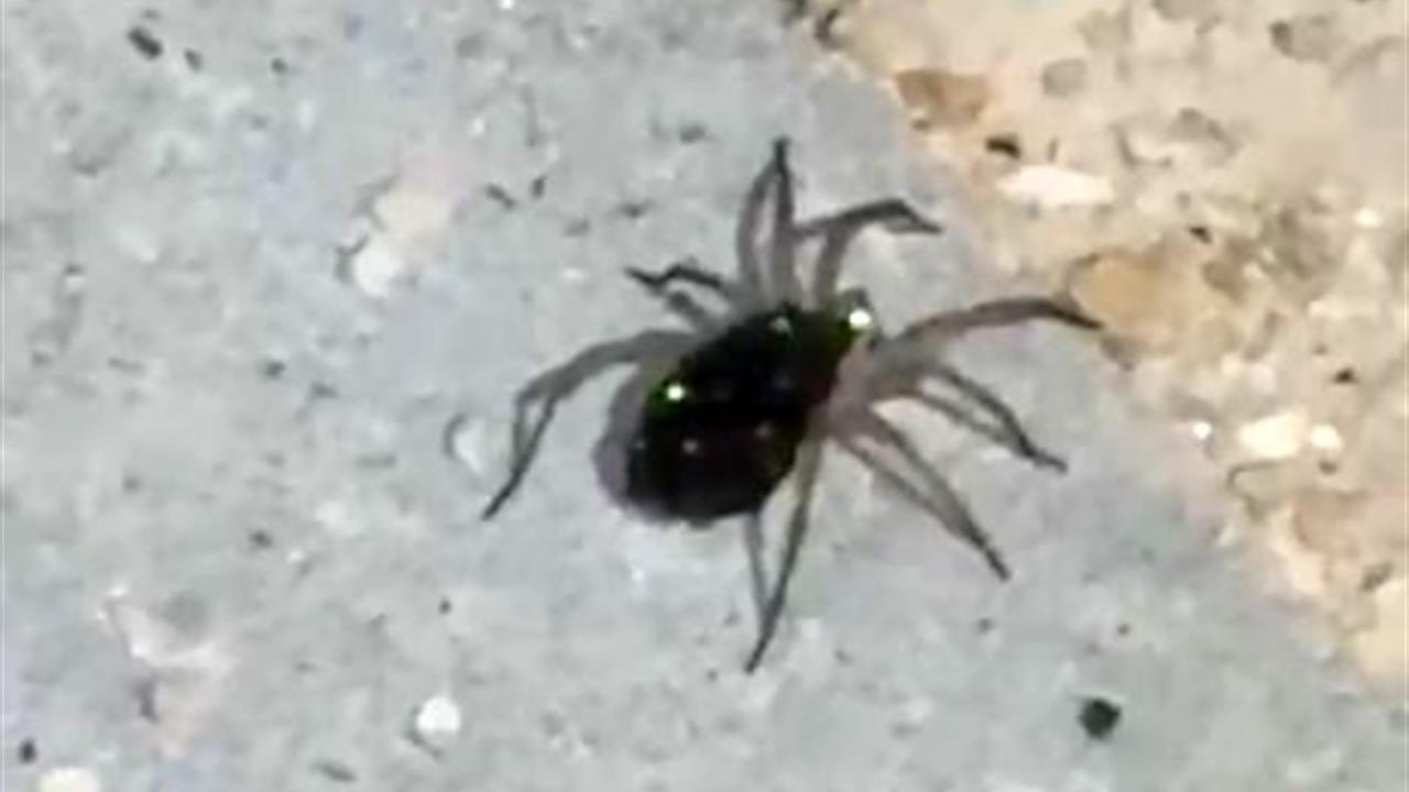 Elazığ’da kurt örümceği görüntülendi