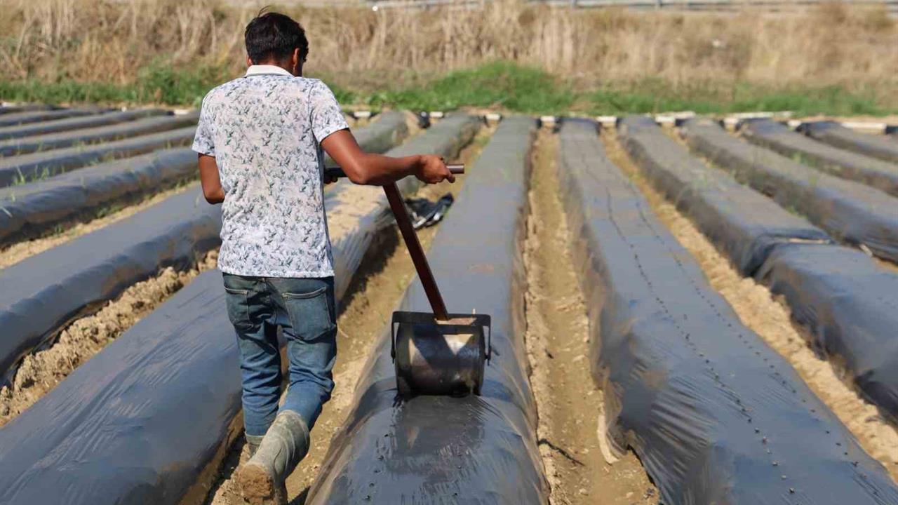Aydın’da kış çileği hazırlıkları başladı