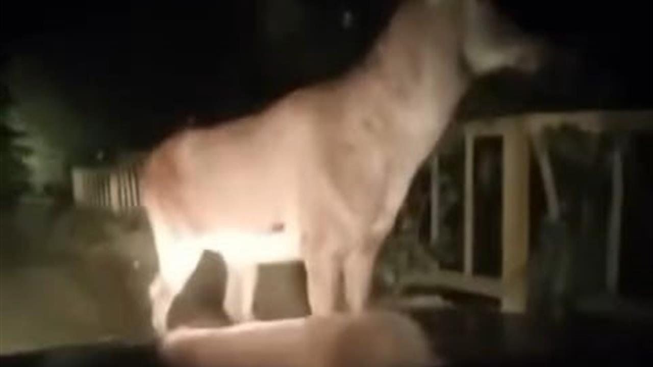 Karabük ormanlarında erkek geyik ve karaca görüntülendi