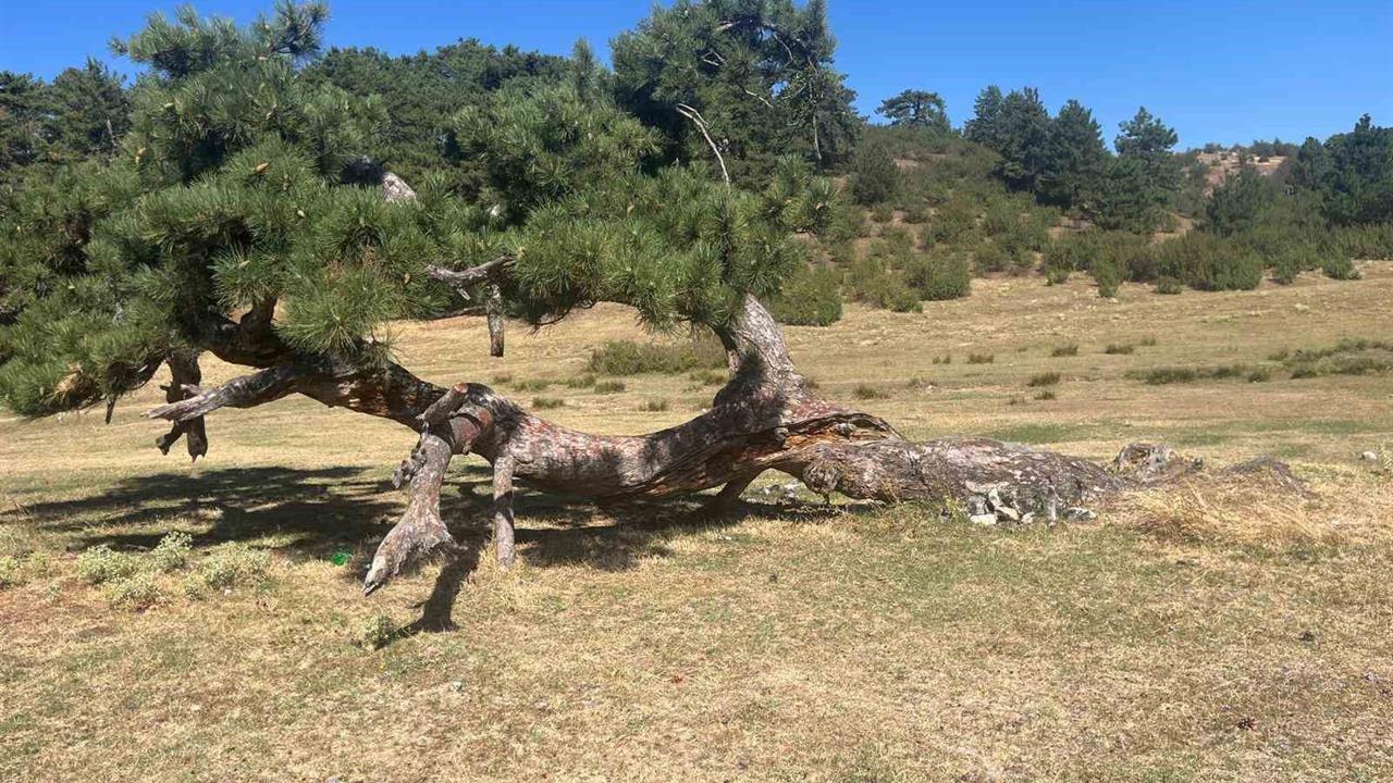 Asırlık çamın yaşam mücadelesi - DENİZLİ