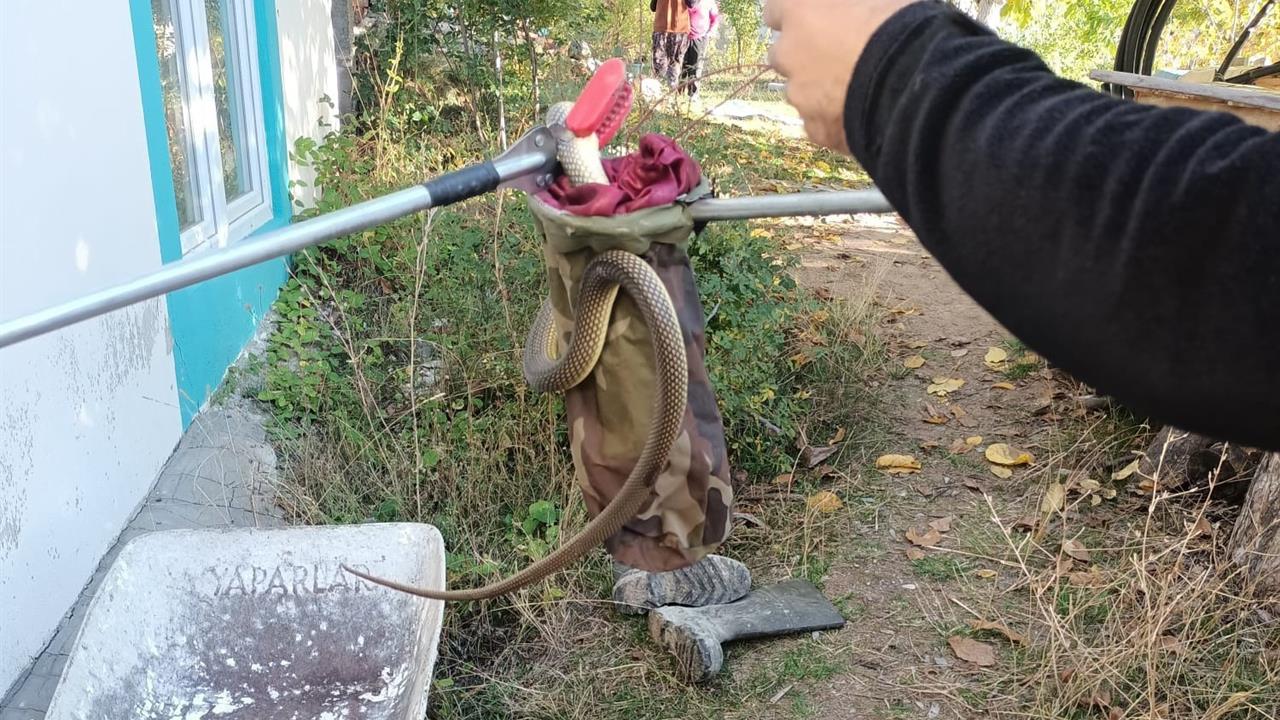 Eve giren yılan paniğe neden oldu - DENİZLİ