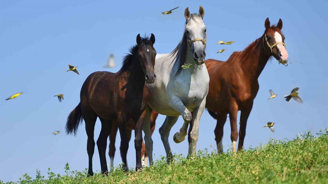 Milyonluk taylar görücüye çıkmaya hazırlanıyor - MALATYA