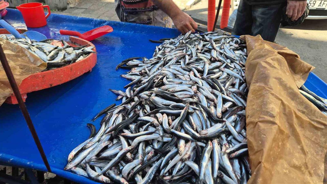Tekirdağ'da Hamsi ve Sardalya Fiyatları 150 Liraya Düştü