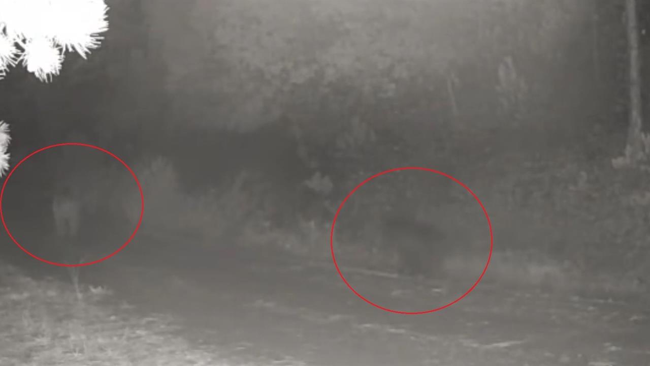 Çankırı'da Anne Ayı ve Yavru Ayı Fotokapanda Görüntülendi