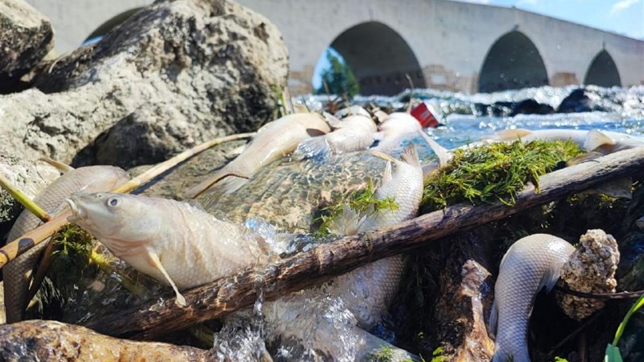 Ceyhan Nehri’ndeki kirlilik balıkları telef etti - ADANA