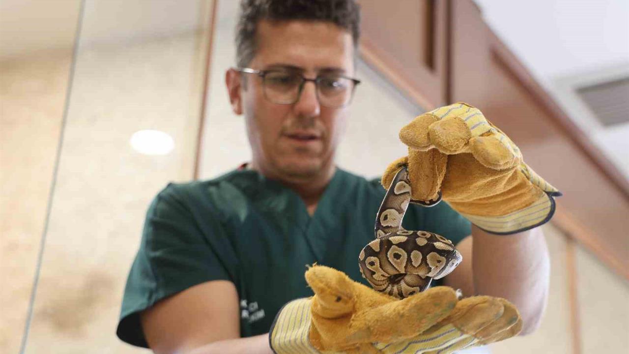 Konya’da bir şahsın cebinden çıkan yavru piton yılanı koruma altına alındı