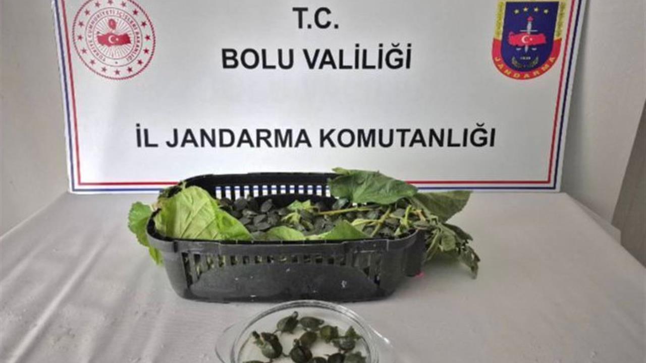Yolcu otobüsünde 500 yasaklı su kaplumbağası ele geçirildi - BOLU