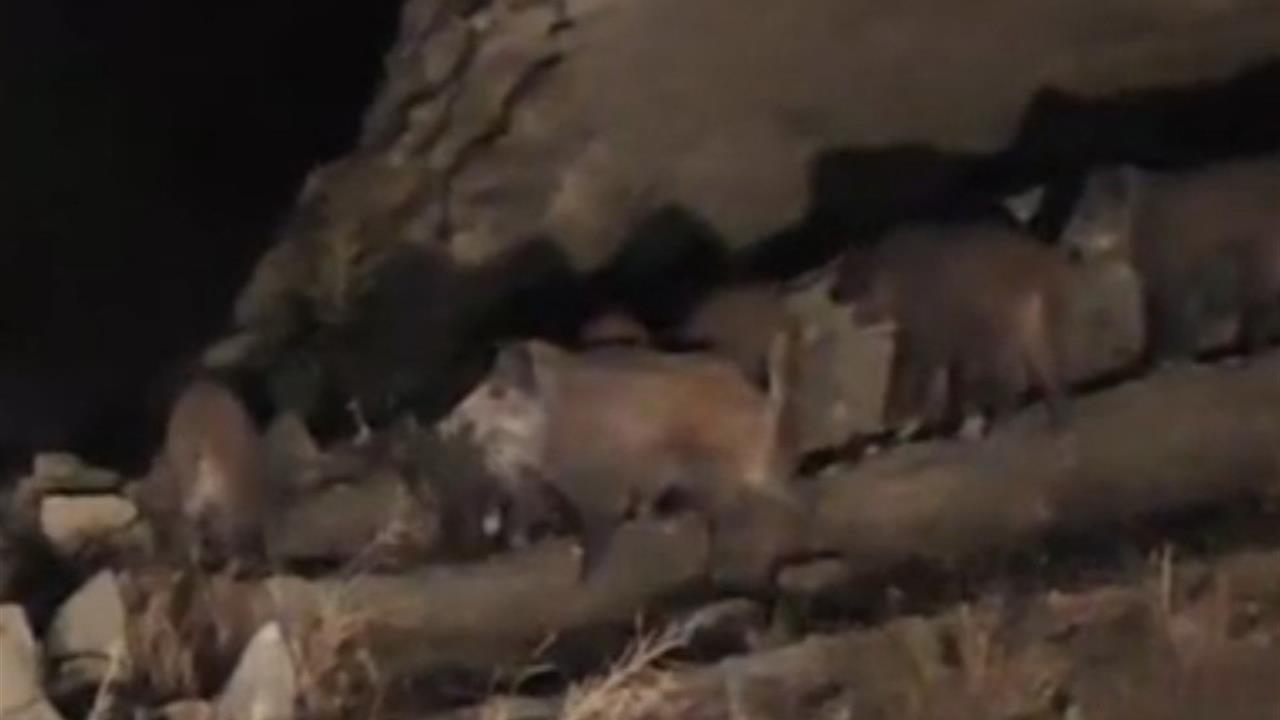 Başkale'de Domuz Sürüsü Mahalleye Girdi