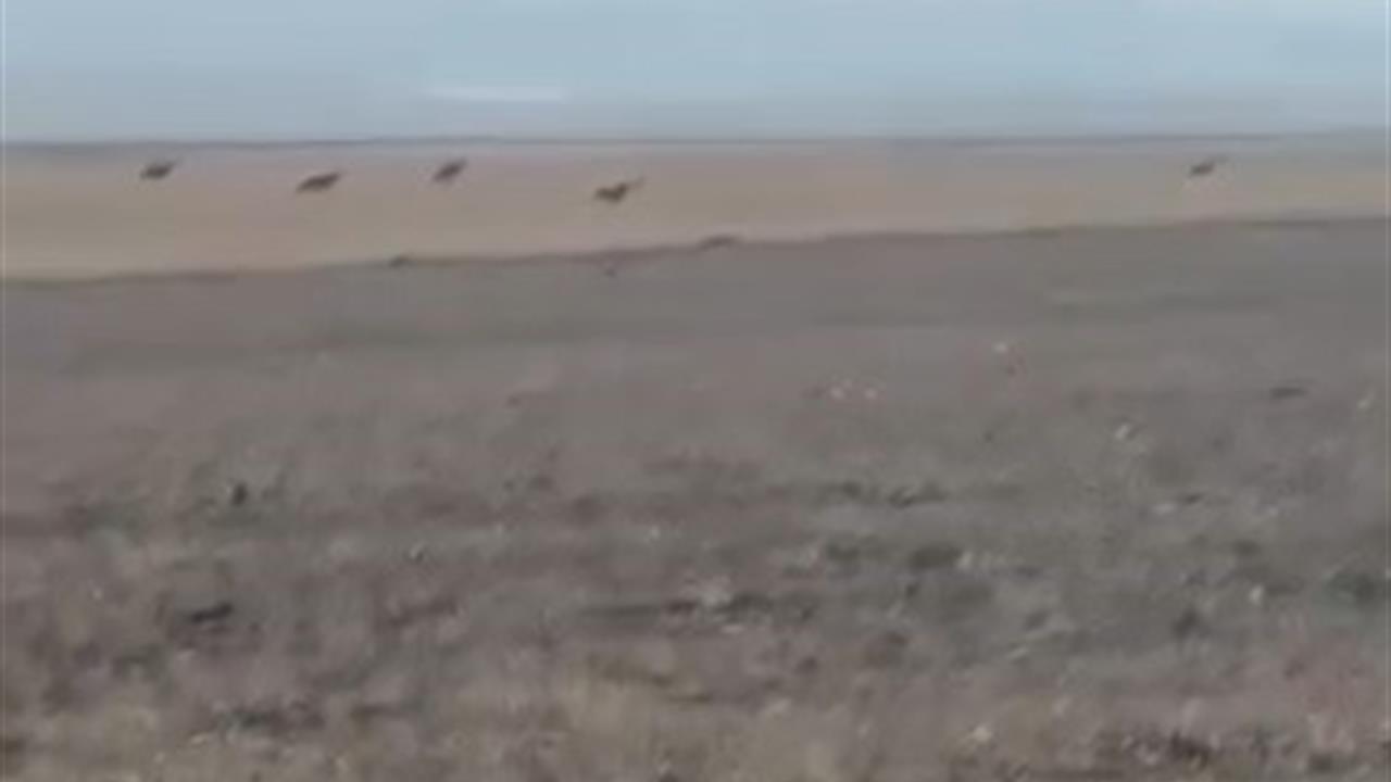 Kars’ta Kurt Sürüsü Köye İndi: Görüntüler Şaşkınlık Yarattı