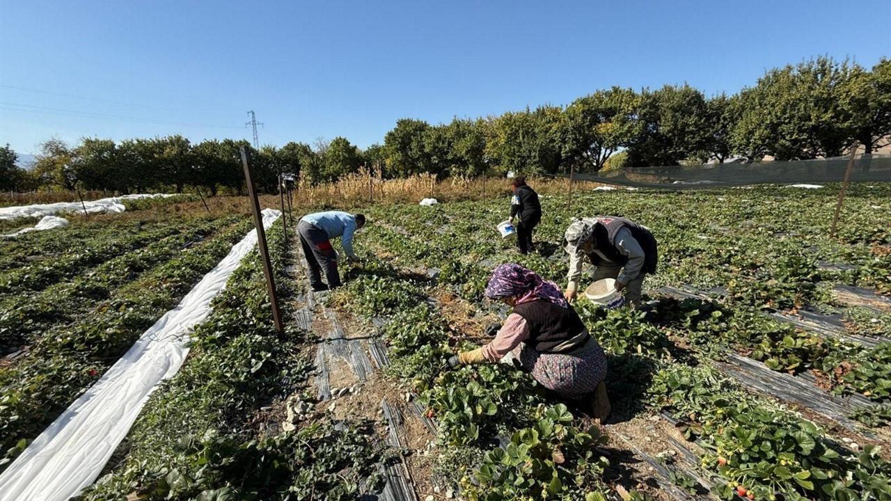 Erzincan'da Çilek Üretimi Hızla Yaygınlaşıyor