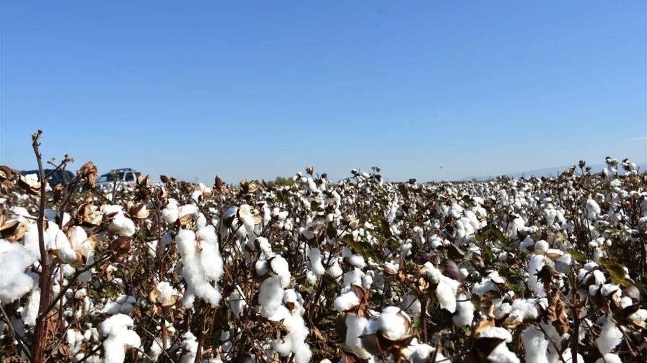 Aydın'da Pamuk Üreticilerine Önemli Uyarı