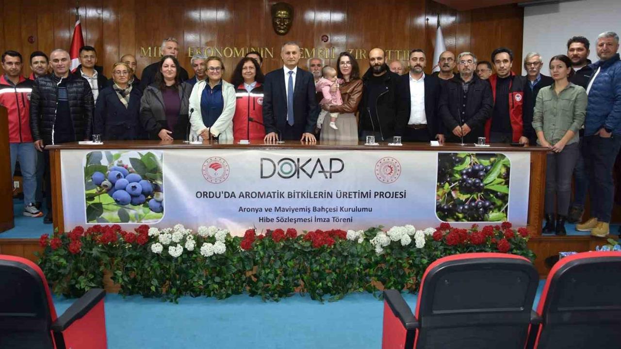 Ordu'da Maviyemiş ve Aronya Üretimi 180 Dekara Çıkıyor