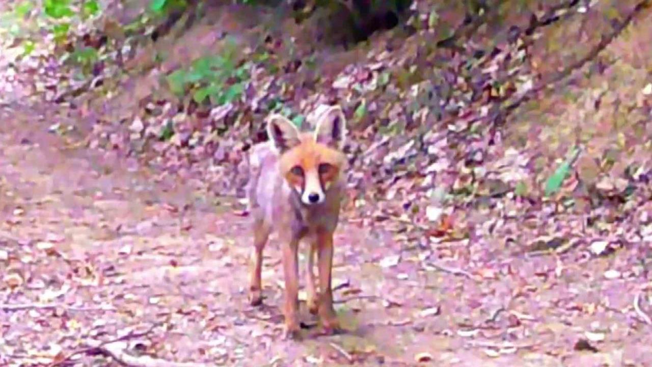 Samsunlu Doğa Tutkunları Yaban Hayatı Fotokapanla Kayıt Altına Alıyor