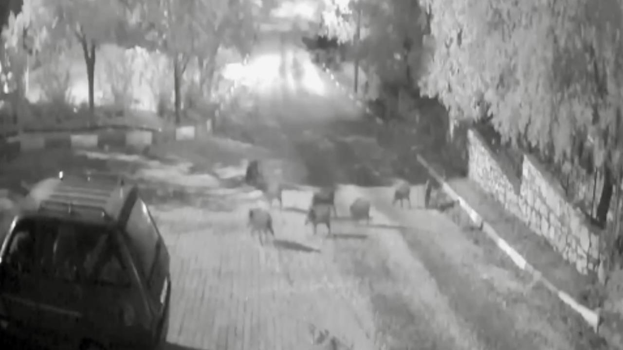 Antalya'da Gece Yarısı Domuz Sürüsü Köye İndi