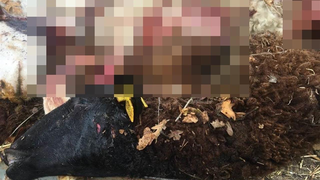 Bilecik'te Kurt Saldırısı: 4 Koyun Telef Oldu