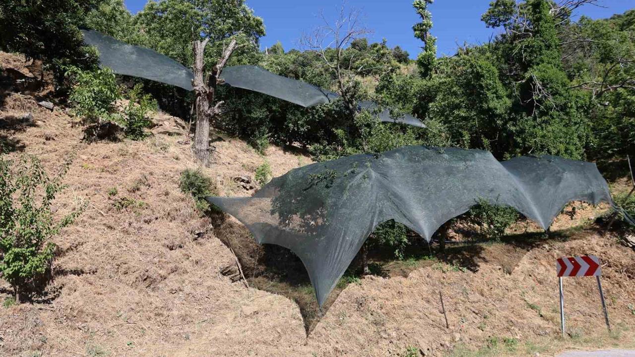 Aydın'da Don Afeti Mağdurlarına 50 Milyon Lira Destek