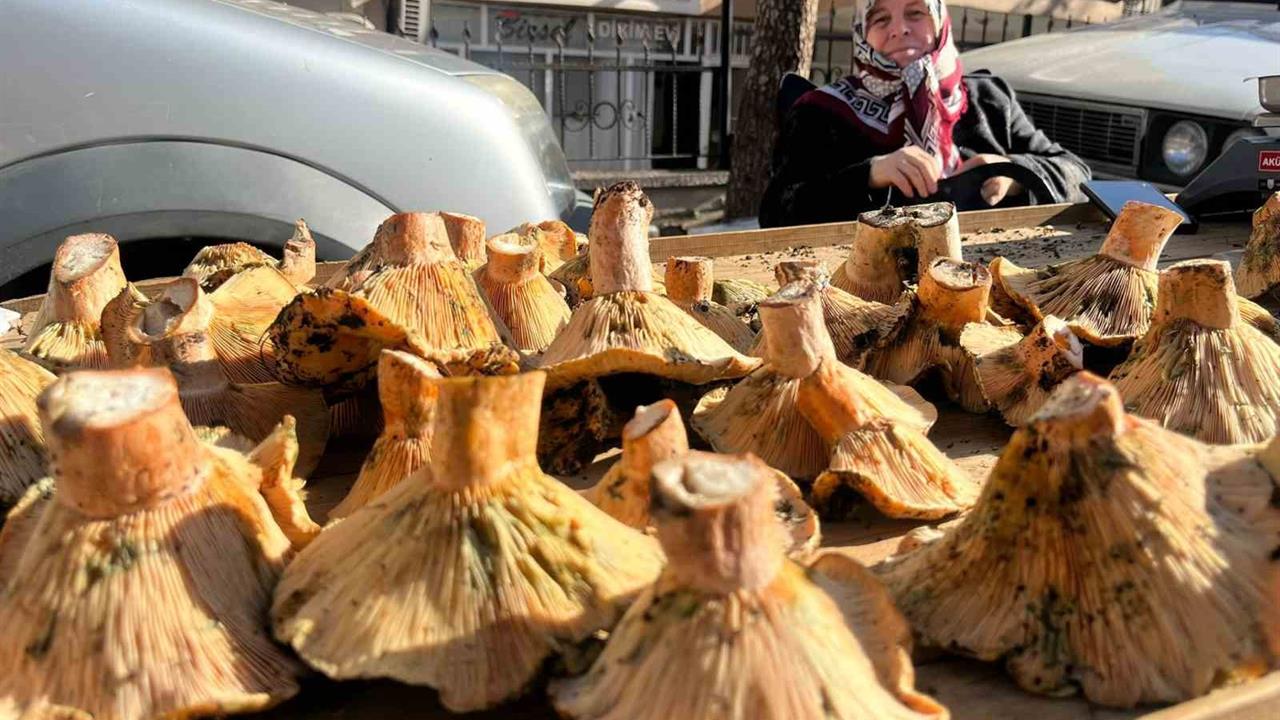 Tavşanlı'da Mantar Sezonu Hareketlendi